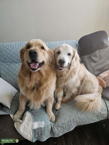 Big Golden Boy Listing Image