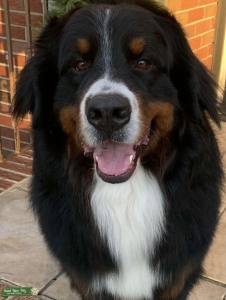 Imported - AKC Registered Bernese Mountain Dog Listing Image