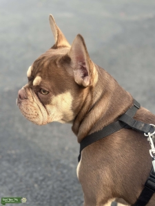 Frenchie Stud Listing Image