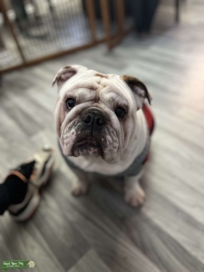 English Bulldog Listing Image