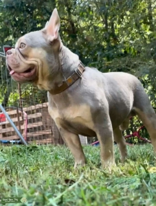 Introducing Hymie Weiss – Rare New Shade Isabella French Bulldog Stud Listing Image
