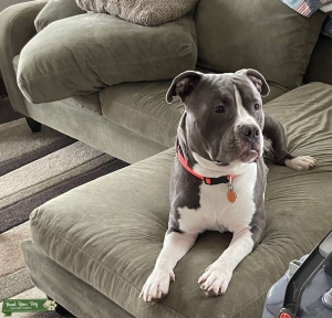 St. Louis Stud Dog Listing Image