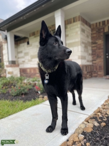 Stud Dog - ready now Listing Image