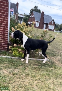 Charming Great Dane Stud Listing Image