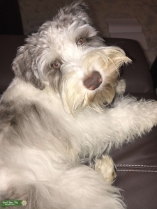 CKC registered Miniature Schnauzer liver/choc merle Listing Image