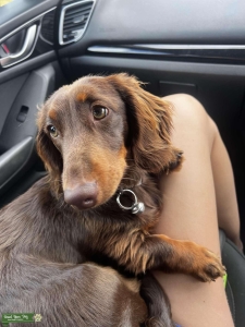 Daschund stud Listing Image
