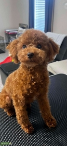 AKC/CKC Deep Red Toy Poodle - Unicorn 100% DNA Clear Listing Image