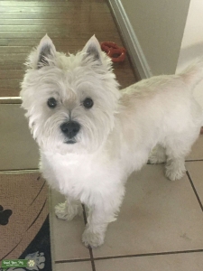 Stud West Highland White Terrier (Westie) 5 yrs Listing Image