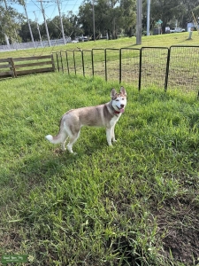 Looking for stud (puppy back deal) Listing Image