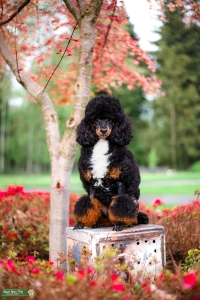 AKC Miniature Black Phantom Poodle Listing Image