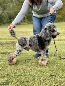 AKC Moyen Poodle Listing Image