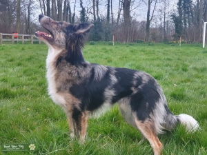 Tri merle Collie stud Listing Image