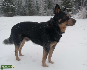 Blue Heeler/Mini-Aussie Stud Listing Image