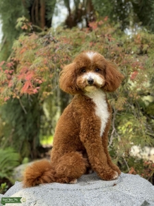 AKC Miniature Poodle Stud Listing Image