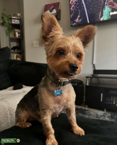 Stud Yorkshire Terrier Looking to Mate Listing Image