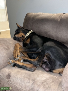 I think Bode is ready to be a dad Listing Image