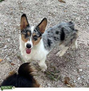 RARE BLUE MERLE AMERICAN CORGI STUD Listing Image