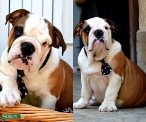 English Bulldog puppy,excellent pedigree Listing Image