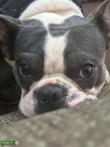 Handsome Blue Boston Listing Image
