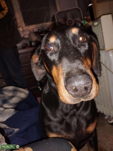 Doberman stud Listing Image