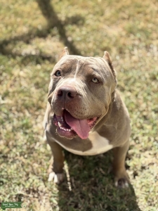 KushBully Gamma Rey Listing Image