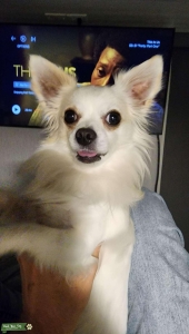Long hair male Chihuahua Listing Image