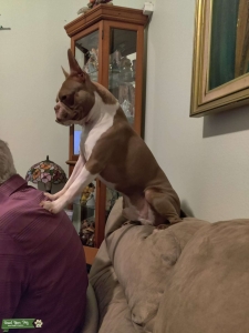 Friendly hyper Boston Terrier available for service Listing Image