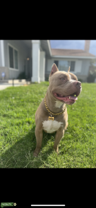 Stud Dog Listing Image
