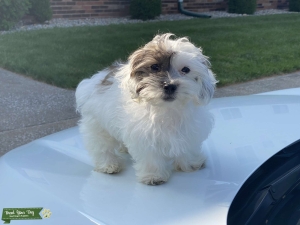 Shichon Male Listing Image
