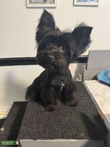 KB Black Yorkie Male Listing Image