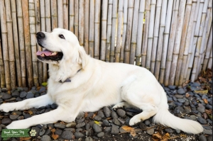 English Creme Golden Retriever Stud Listing Image