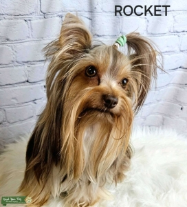 CKC YORKIE Listing Image