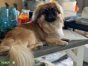 Pekingese Stud Listing Image