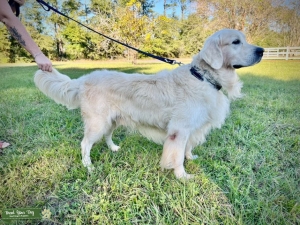 $1500 Champion AKC English Golden Retriever Stud Listing Image