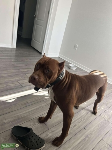 XL American Bully Stud Listing Image
