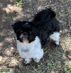 Handsome Shih Tzu stud Listing Image