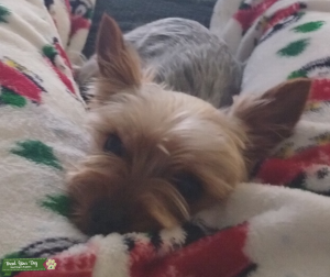 Toy Yorkie Listing Image