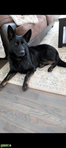 AKC Registered German Shepherd Stud – Proven Line, Exceptional Temperament Listing Image