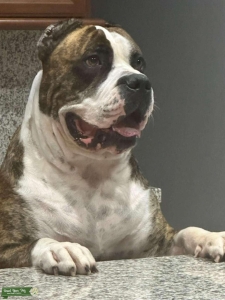 Presa Canario Import Europe old LINES 175 LBS Listing Image