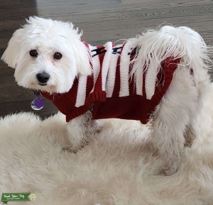 AKC Coton De Tulear Perfect Male Listing Image