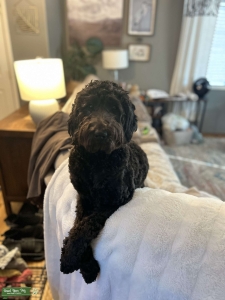 Looking for  a health tested labradoodle stud Listing Image