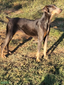 AKC BLUE DOBERMAN PINCHER Listing Image