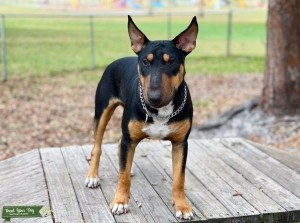 AKC registered Bull Terrier Stud Listing Image
