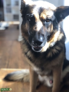 pure German shepherd  Listing Image