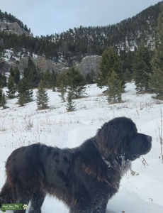 AKC Newfoundland (all black) Listing Image