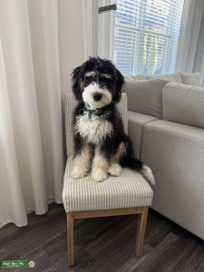 Sweet Mini Bernedoodle Looking to Stud for first time Listing Image