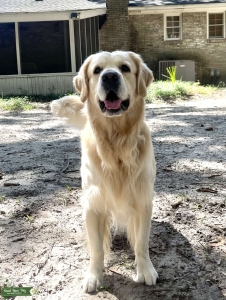 Fully registered stud dog Listing Image