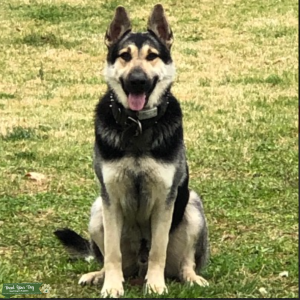 Wolf mask/Reverse Mask German Shepherd Listing Image