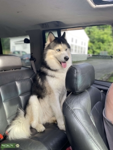 He is the perfect husky... Listing Image