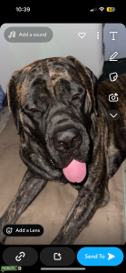 English mastiff full blooded  Listing Image